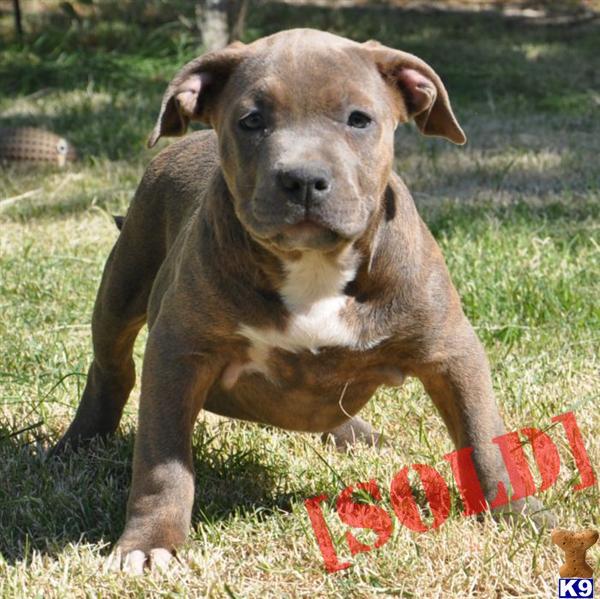 ★ ANGEL→XXL UKC PITBULL BULLY FEMALE→WWW.HQBULLIES.COM→ONLY $1500